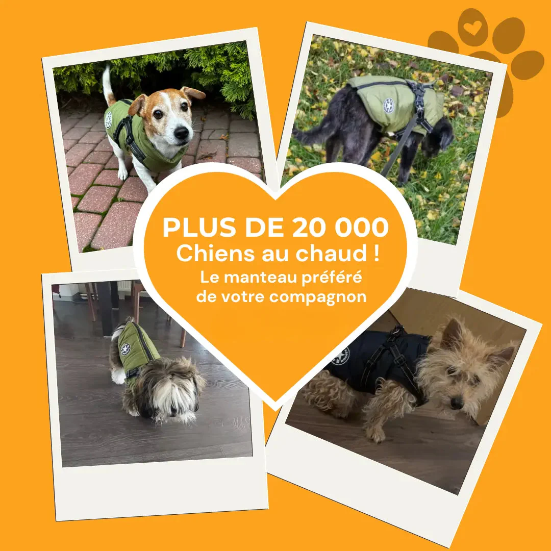 Manteau imperméable pour chien avec harnais intégré – Image 3