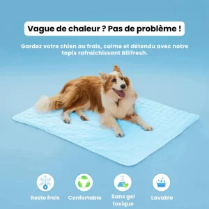 Tapis auto-refroidissant pour chien