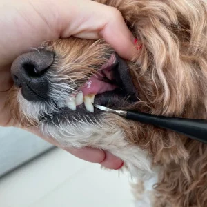 Kit de détartrage sonique pour chien